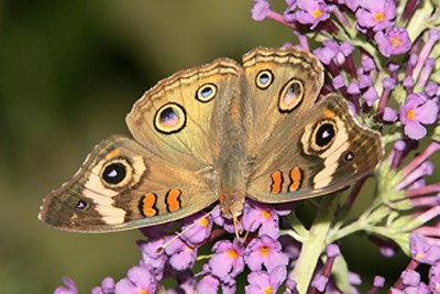Common Buckeye