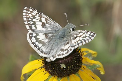 Common Checkered-Skipper