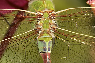 Common Green Darner