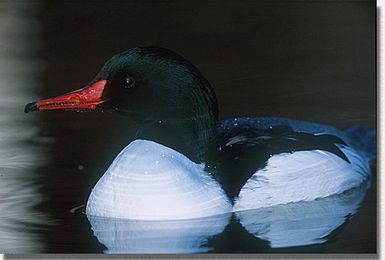 Common Merganser
