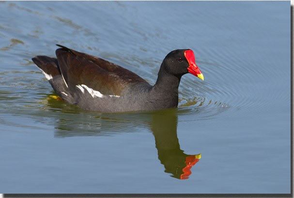 Common Moorhen