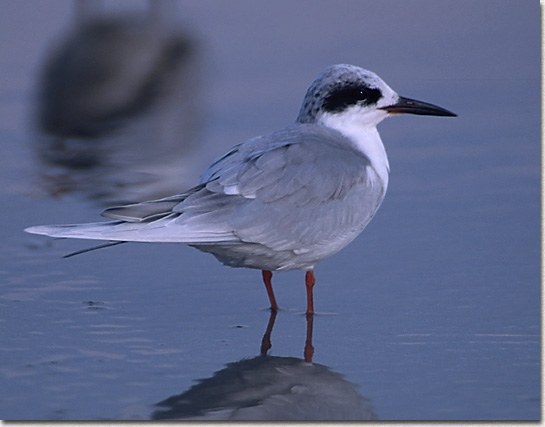 Common Tern