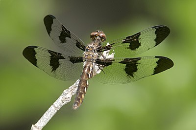 Common Whitetail