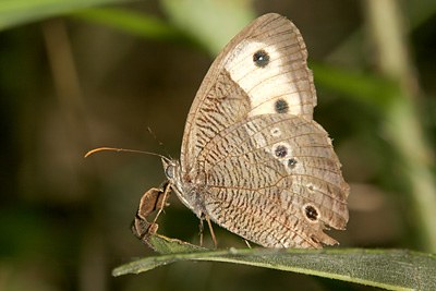 Common Wood Nymph