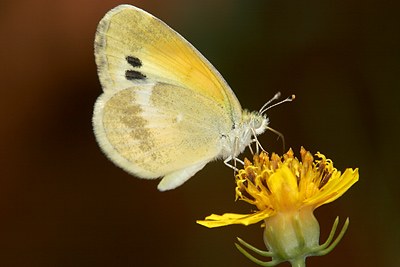 Dainty Sulphur