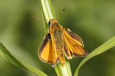 Delaware Skipper