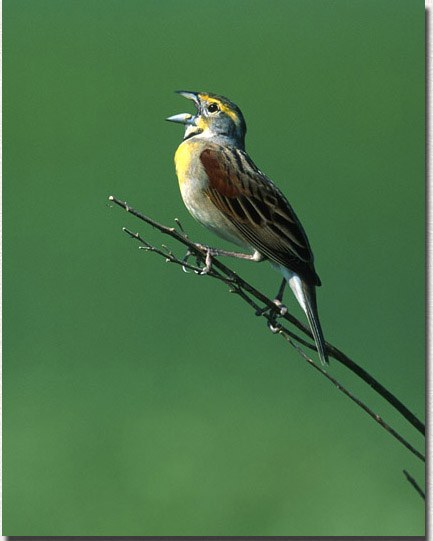 Dickcissel