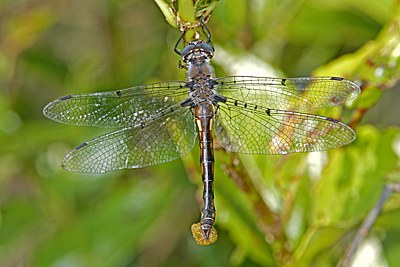Dot-winged Baskettail