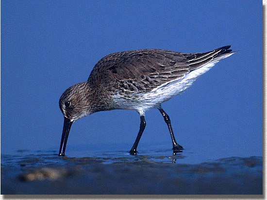 Dunlin