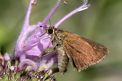 Dun Skipper