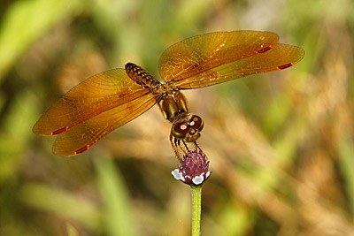 Eastern Amberwing