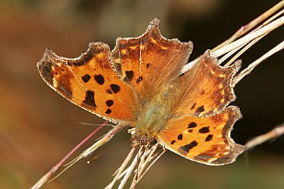 Eastern Comma
