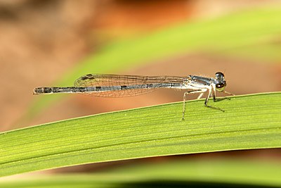 Eastern Forktail