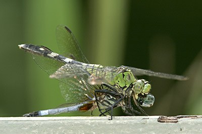 Eastern Pondhawk