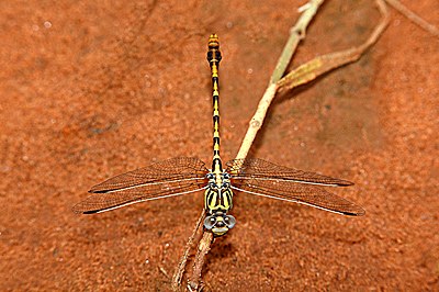 Eastern Ringtail