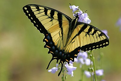 Eastern Tiger Swallowtail
