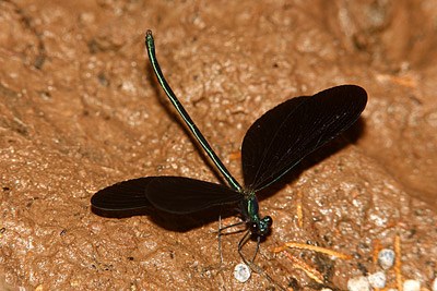 Ebony Jewelwing damselfly