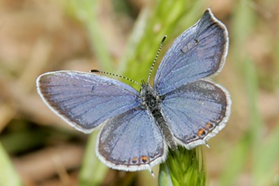 Eastern Tailed-Blue