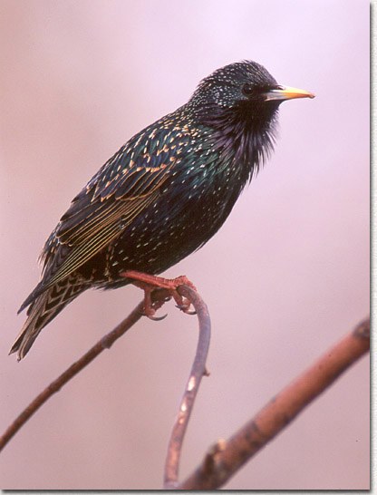 European Starling