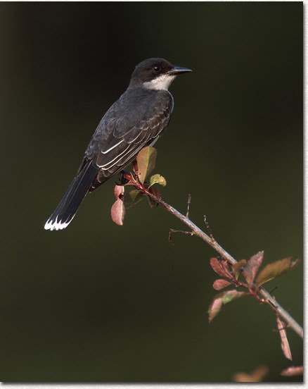 Eastern Kingbird