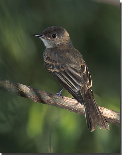 Eastern Phoebe