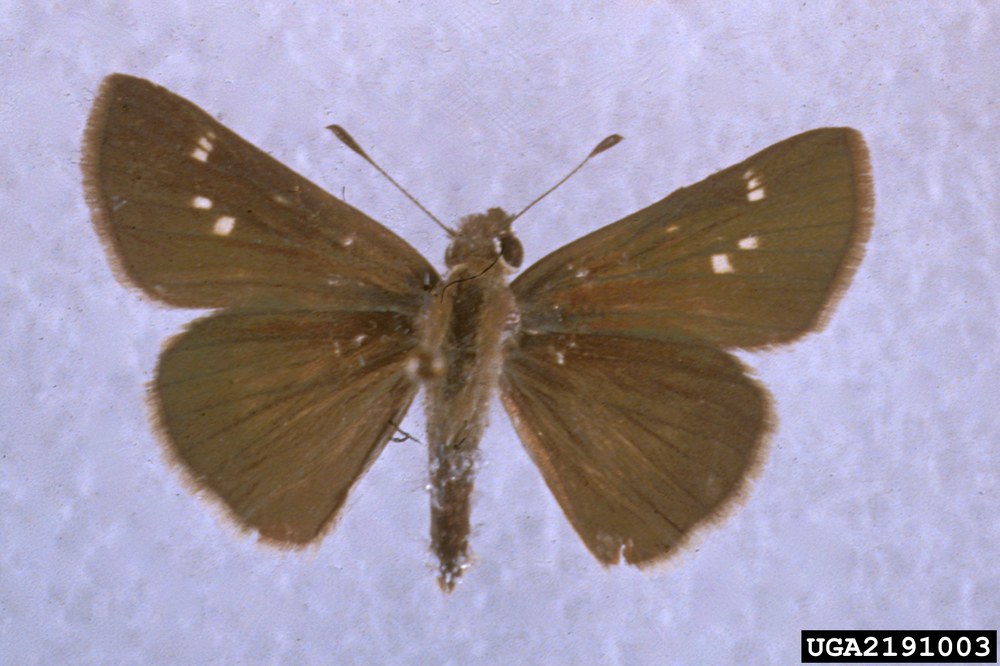Eufala Skipper
