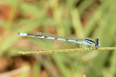 Familiar Bluet