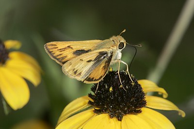 Fiery Skipper