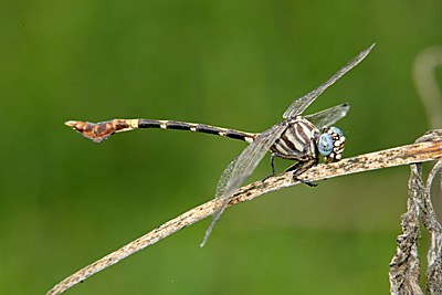 Five-striped Leaftail