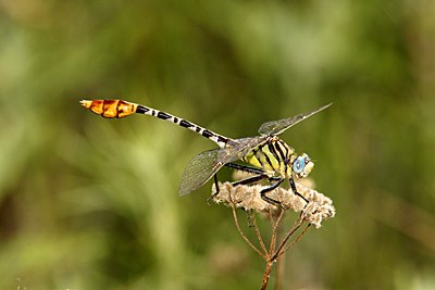 Flag-tailed Spinyleg