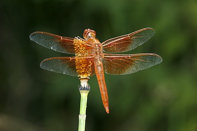 Flame Skimmer