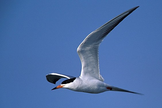 Forster's Tern