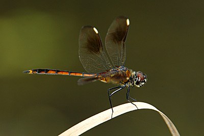 Four-spotted Pennant