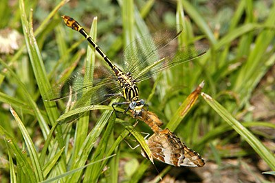 Four-striped Leaftail