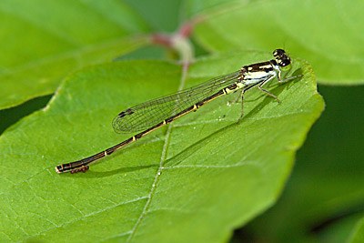 Fragile Forktail