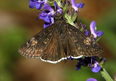 Funereal Duskywing
