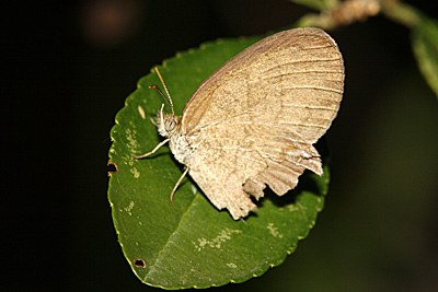 Gemmed Satyr