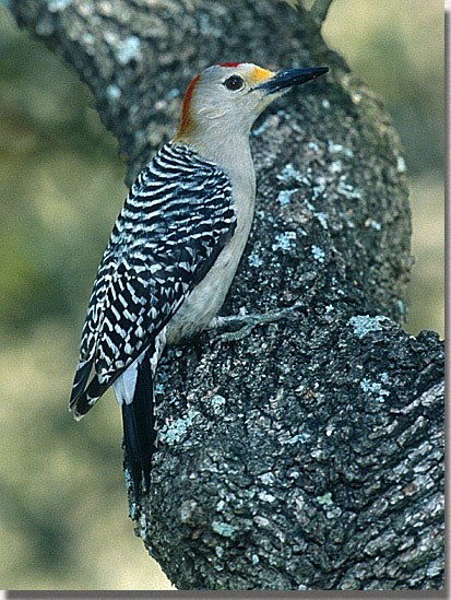 Golden-fronted Woodpecker