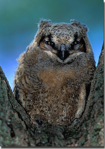 Great-horned Owl