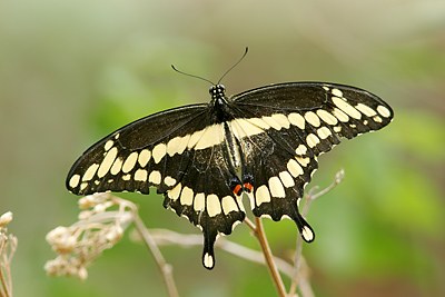 Giant Swallowtail