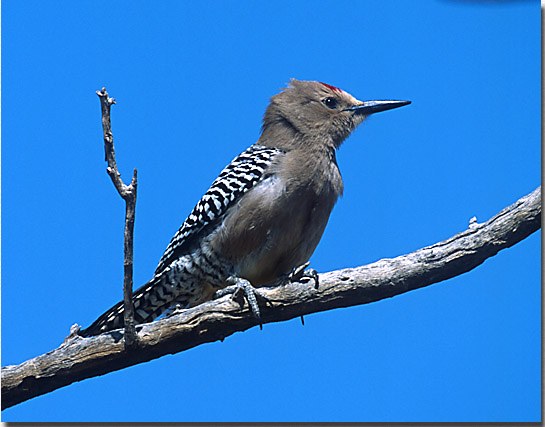 Gila Woodpecker