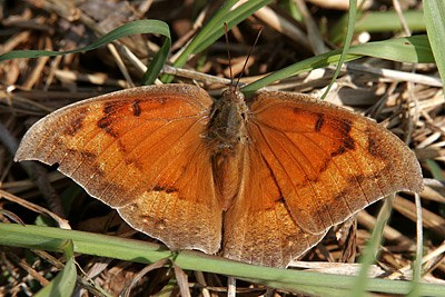 Goatweed Leafwing