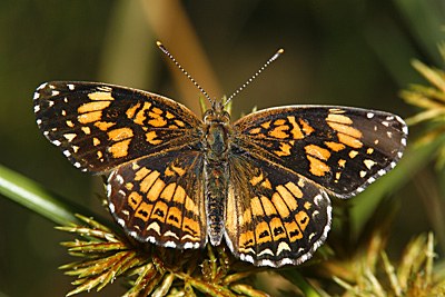 Gorgone Checkerspot