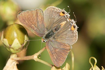Gray Hairstreak