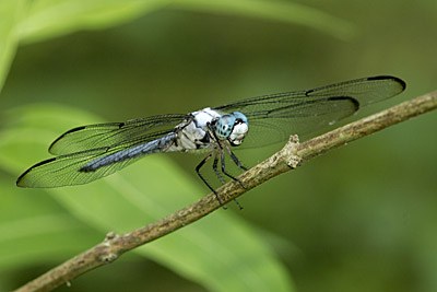 Great Blue Skimmer