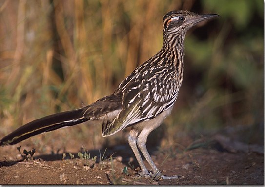 Greater Roadrunner