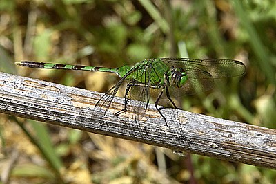 Great Pondhawk