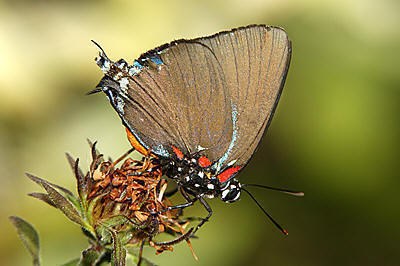 Great Purple Hairstreak