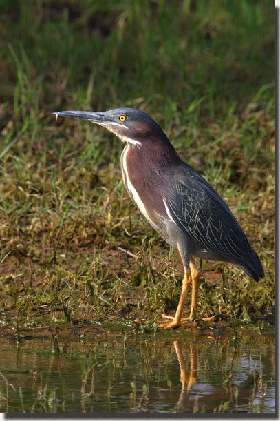 Green Heron
