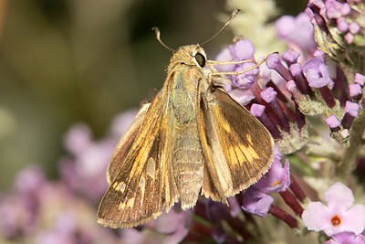 Green Skipper